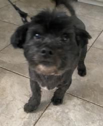 Lost Male Dog last seen Shoup//sherman way, Los Angeles, CA 91307