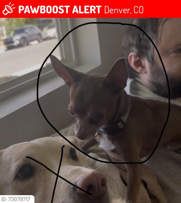 Lost Male Dog last seen Sheridan and 11th, Denver, CO 80204
