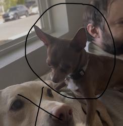 Lost Male Dog last seen Sheridan and 11th, Denver, CO 80204