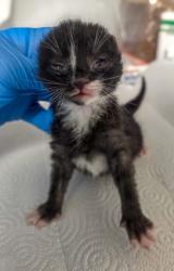 Shelter Stray Male Cat last seen E Tulare Ave & N Locan Ave, Fresno Zone Fresno CO 4 93737, CA, 1510 W Dan Ronquillo Dr, Fresno, CA 93706, USA