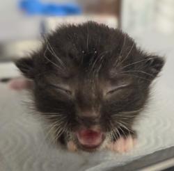 Shelter Stray Female Cat last seen E Tulare Ave & N Locan Ave, Fresno Zone Fresno CO 4 93737, CA, 1510 W Dan Ronquillo Dr, Fresno, CA 93706, USA