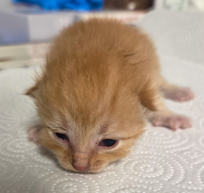 Shelter Stray Male Cat last seen E Tulare Ave & N Locan Ave, Fresno Zone Fresno CO 4 93737, CA, 1510 W Dan Ronquillo Dr, Fresno, CA 93706, USA