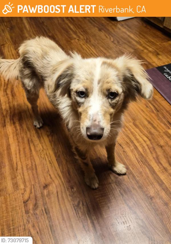 Found/Stray Female Dog last seen California Ave Riverbank Ca, Riverbank, CA 95367