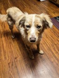 Found/Stray Female Dog last seen California Ave Riverbank Ca, Riverbank, CA 95367