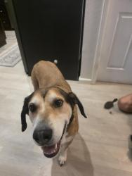 Reunited Male Dog last seen 35th ave & Sweetwater, Phoenix, AZ 85029