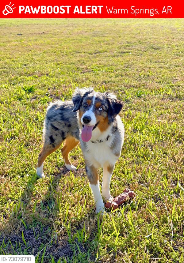 Lost Male Dog last seen A white trailer down Blackwell den road., Warm Springs, AR 72478