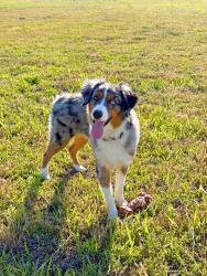 Lost Male Dog last seen A white trailer down Blackwell den road., Warm Springs, AR 72478