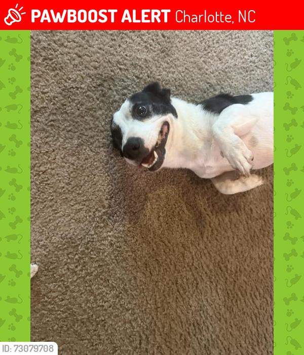 Lost Male Dog last seen AT&T Center Lake Dr,, Charlotte, NC 28216