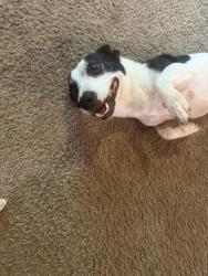 Lost Male Dog last seen AT&T Center Lake Dr,, Charlotte, NC 28216