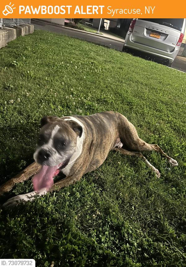 Found/Stray Male Dog last seen Route 175, Syracuse, NY 13208