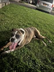 Found/Stray Male Dog last seen Route 175, Syracuse, NY 13208