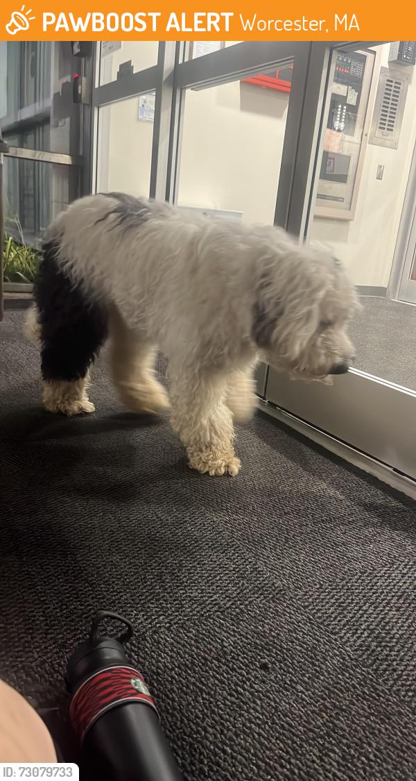 Found/Stray Unknown Dog last seen Across from the hosp on queen street, Worcester, MA 01610