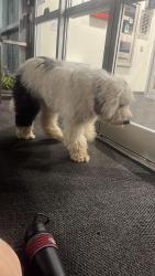 Found/Stray Unknown Dog last seen Across from the hosp on queen street, Worcester, MA 01610