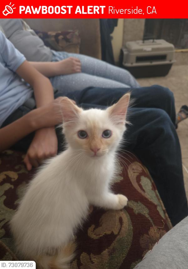 Lost Male Cat last seen pacific ave and mission blvd, Riverside, CA 92509