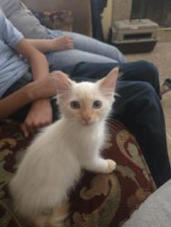 Lost Male Cat last seen pacific ave and mission blvd, Riverside, CA 92509