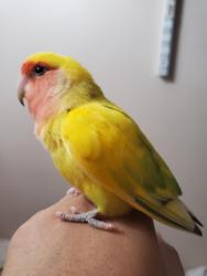 Lost Male Bird last seen Visitacion Valley, San Francisco, CA 94134