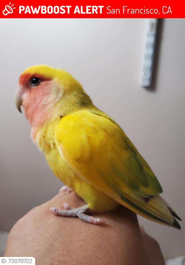Lost Male Bird last seen Visitacion Valley, San Francisco, CA 94134