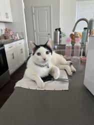 Lost Male Cat last seen Rainbow & Cactus / Mountains Edge / Near DO, Enterprise, NV 89141