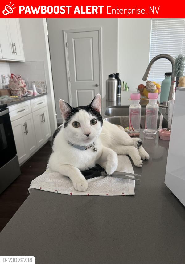 Lost Male Cat last seen Rainbow & Cactus / Mountains Edge / Near DO, Enterprise, NV 89141