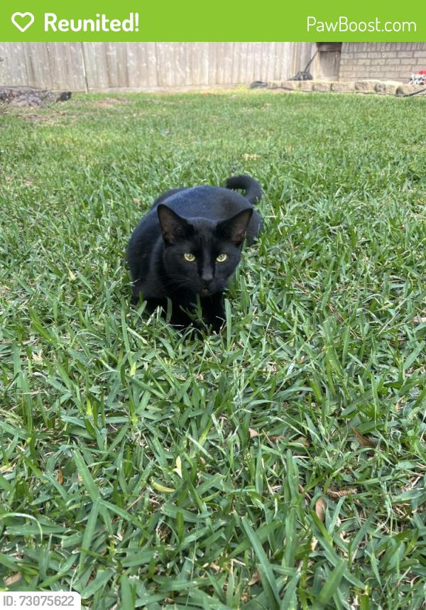 Reunited Male Cat last seen Huffmeister & Fleur de Lis, Houston, TX 77065