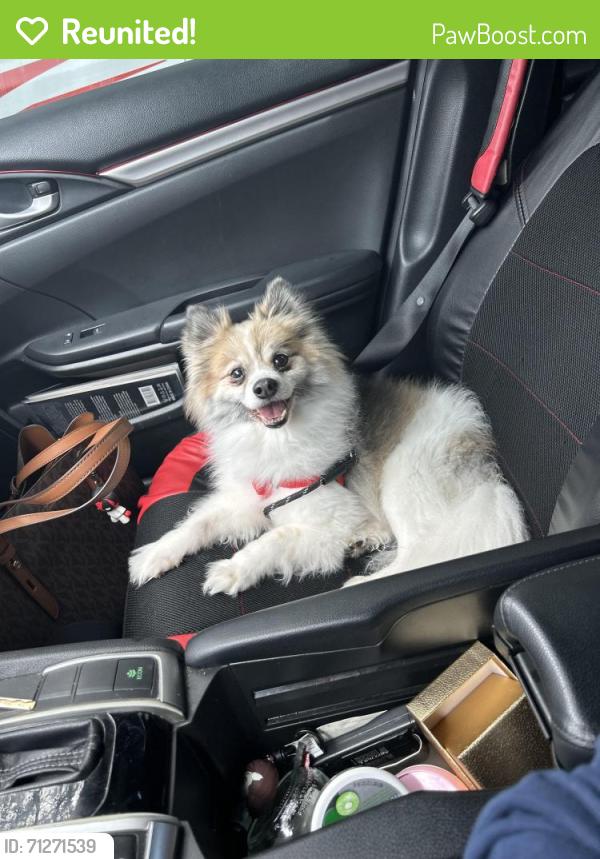 Reunited Male Dog last seen Near brandywine rd , West Palm Beach, FL 33409