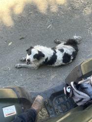 Reunited Male Dog last seen Koopmann rd, Sunol, CA 94586