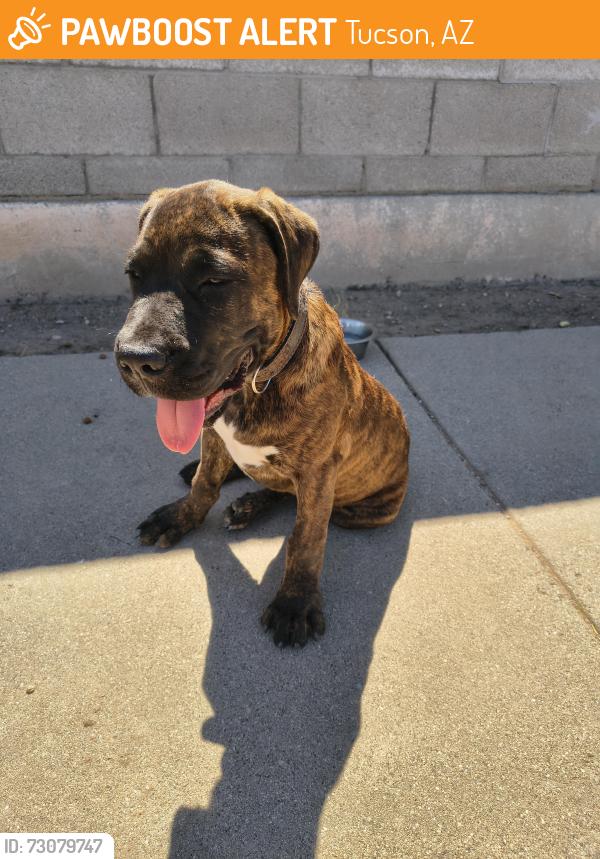 Found/Stray Male Dog last seen 12th and irvington, Tucson, AZ 85714