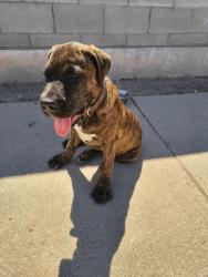 Found/Stray Male Dog last seen 12th and irvington, Tucson, AZ 85714