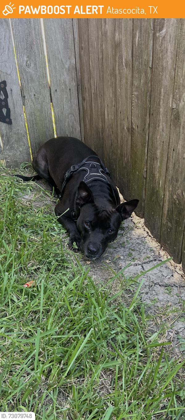 Found/Stray Unknown Dog last seen Soaring elm, Atascocita, TX 77346