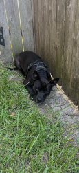 Found/Stray Unknown Dog last seen Soaring elm, Atascocita, TX 77346