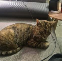 Lost Female Cat last seen Near trout pl, Saint Clair, NSW 2759