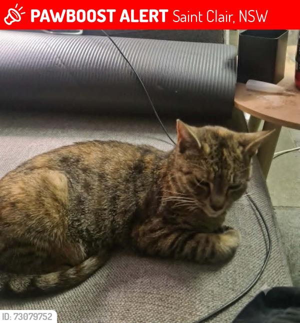 Lost Female Cat last seen Near trout pl, Saint Clair, NSW 2759