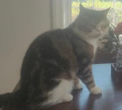 Lost Female Cat last seen Summit street, Newton, MA 02458