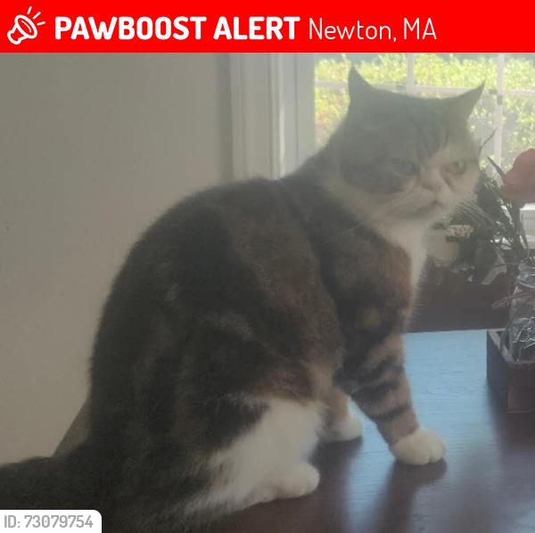 Lost Female Cat last seen Summit street, Newton, MA 02458