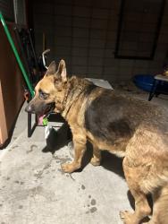 Found/Stray Male Dog last seen E 36th st, Tucson, AZ 85714