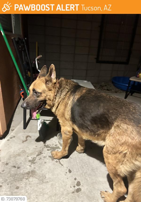 Found/Stray Male Dog last seen E 36th st, Tucson, AZ 85714