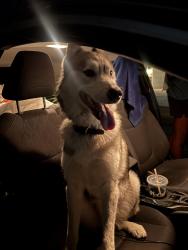 Found/Stray Male Dog last seen Freedom point way Bluffdale, Riverton, UT 84065