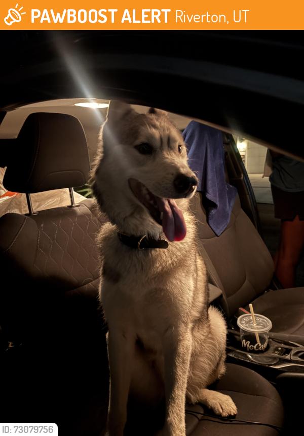 Found/Stray Male Dog last seen Freedom point way Bluffdale, Riverton, UT 84065
