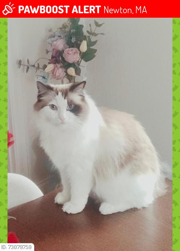 Lost Female Cat last seen Summit street, Newton, MA 02458