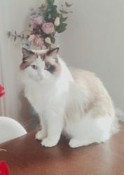 Lost Female Cat last seen Summit street, Newton, MA 02458