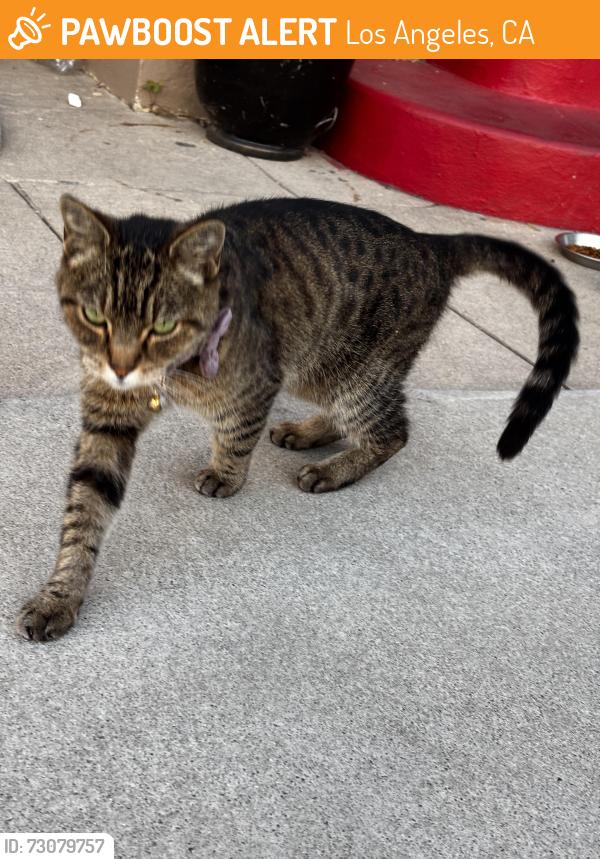 Found/Stray Unknown Cat last seen 1St st, Los Angeles, CA 90010