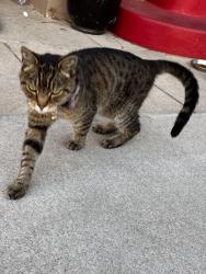 Found/Stray Unknown Cat last seen 1St st, Los Angeles, CA 90010