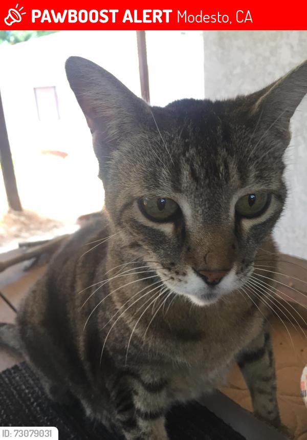 Lost Female Cat last seen NAAS CT./POUST ROAD/WOODLAND, Modesto, CA 95358