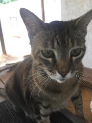 Lost Female Cat last seen NAAS CT./POUST ROAD/WOODLAND, Modesto, CA 95358