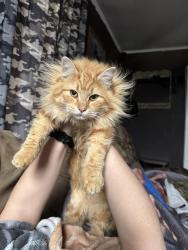 Lost Male Cat last seen Dell fox road sudlersville md 21668, Queen Anne's County, MD 21668
