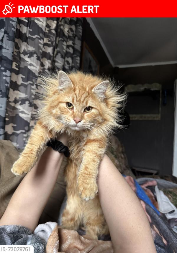 Lost Male Cat last seen Dell fox road sudlersville md 21668, Queen Anne's County, MD 21668