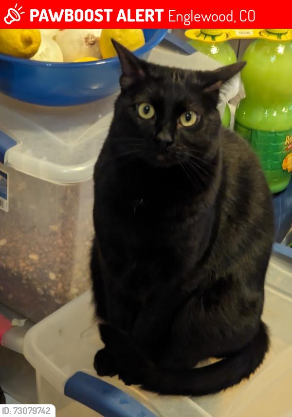 Lost Male Cat last seen Near S Clarkson St, Englewood, CO 80113