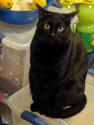 Lost Male Cat last seen Near S Clarkson St, Englewood, CO 80113