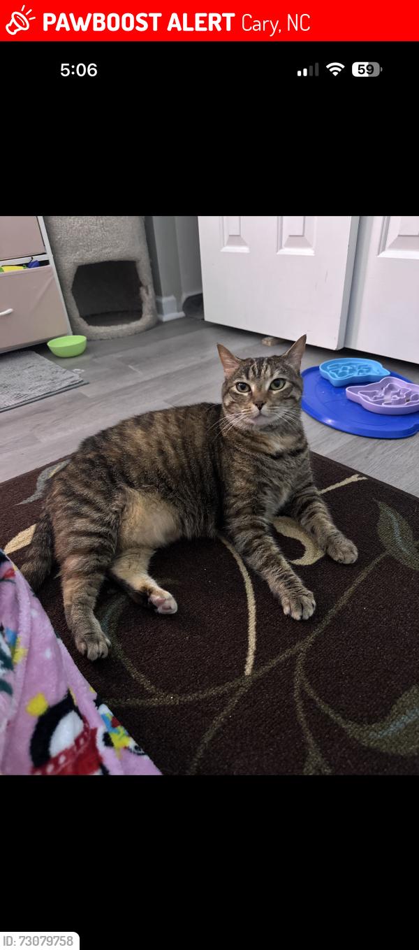 Lost Female Cat last seen Remington Oaks Circle & President’s Walk, Cary, NC 27519