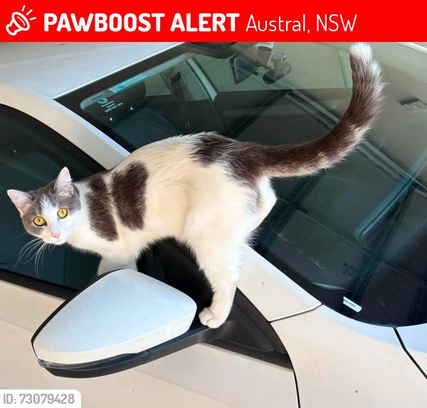 Lost Female Cat last seen 11th Avenue, Austral, NSW, Austral, NSW 2179